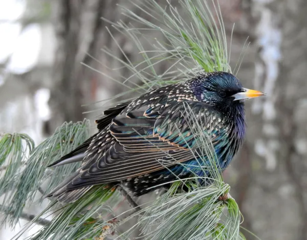 Startling Starling thumbnail