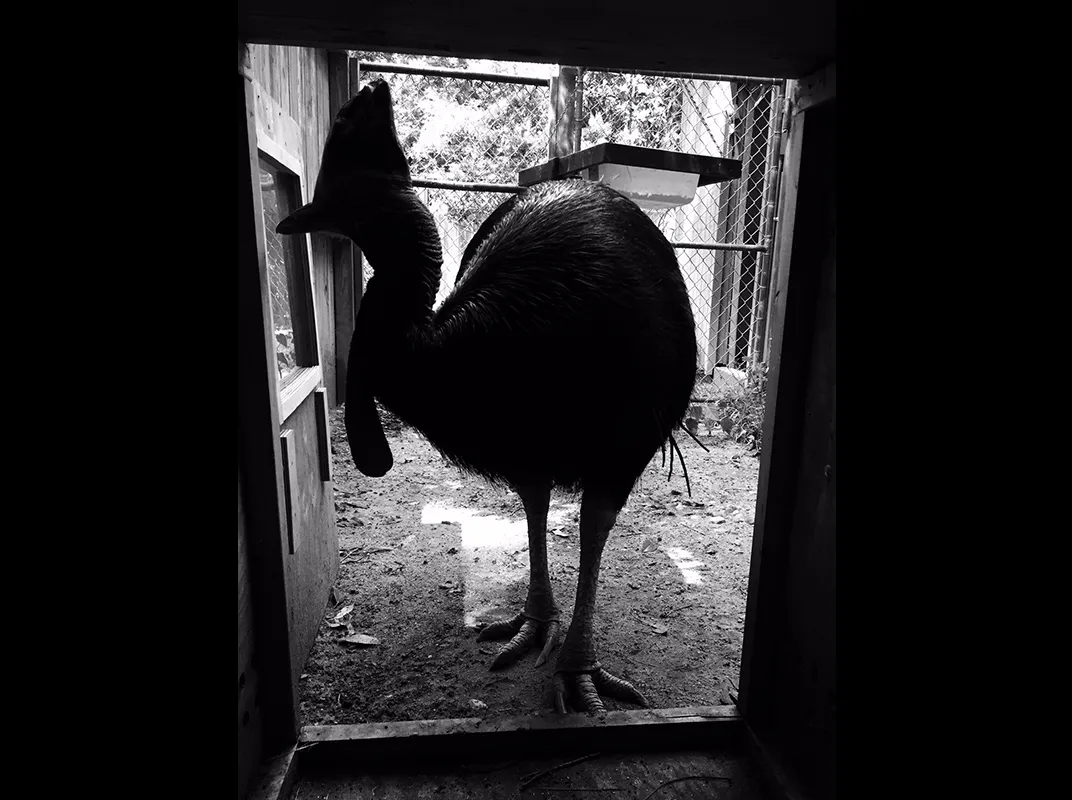 Behind the Scenes at the National Zoo With the World’s Most Dangerous Bird 