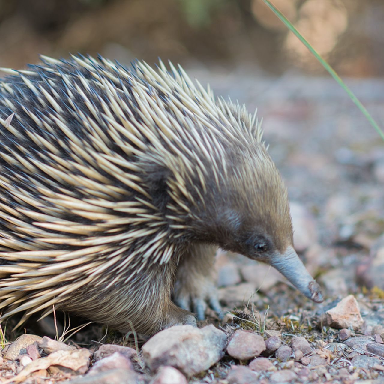 animals penises  Nine of the Weirdest Penises in the Animal Kingdom