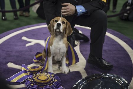 A four-year-old beagle from British Columbia, Miss P was awarded the 2015 Best in The Show at Westminster Kennel Club dog show.