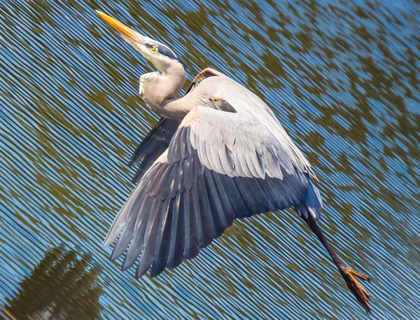 Heron Gliding Over Water. thumbnail