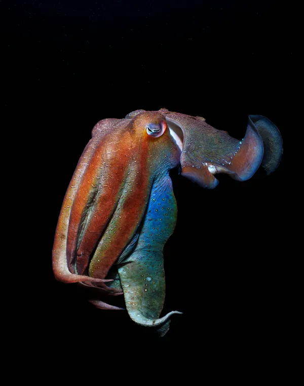 Giant Gladiator thumbnail