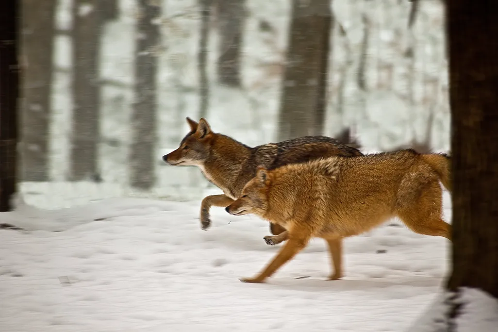 two coyotes running