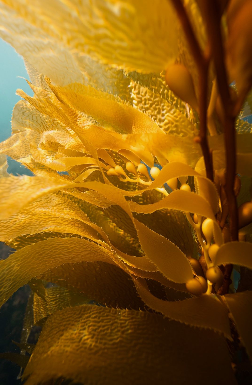 Blades and Bulbs of Giant Kelp Tree