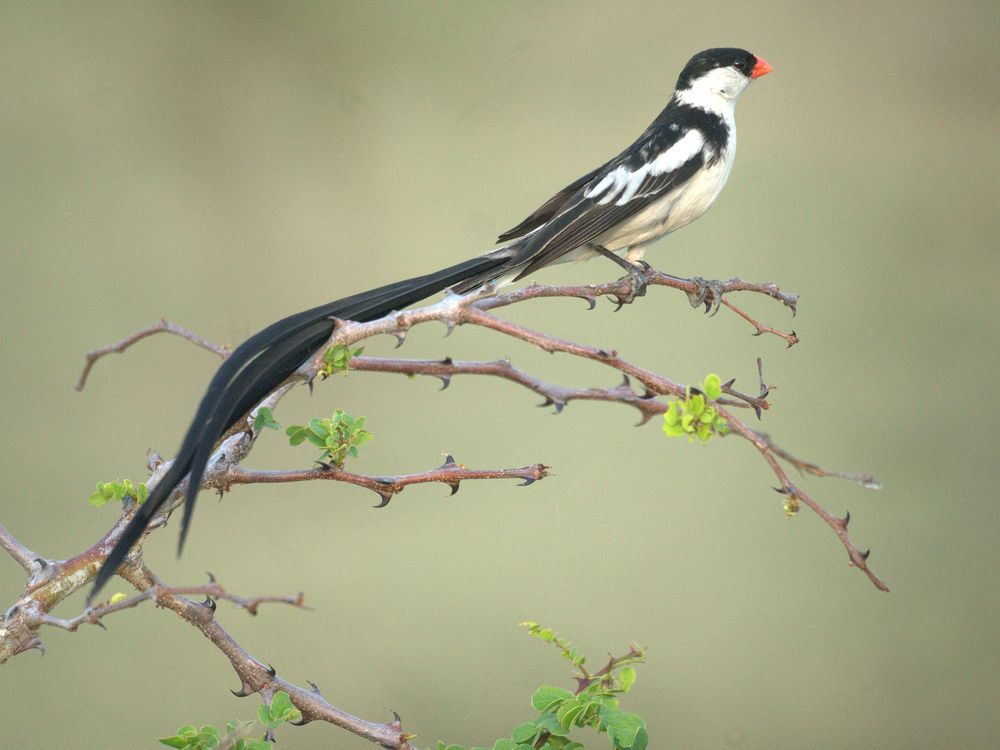 Pin-tailed Whydah