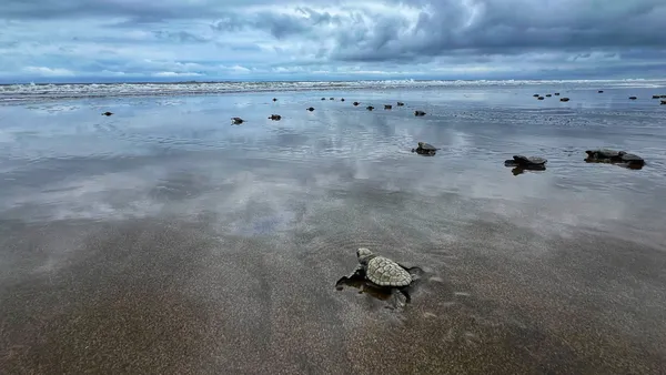 Releasing baby turtles thumbnail