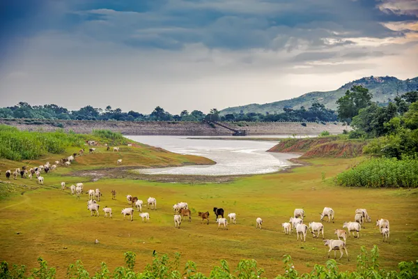 Herding Home by the Dam thumbnail