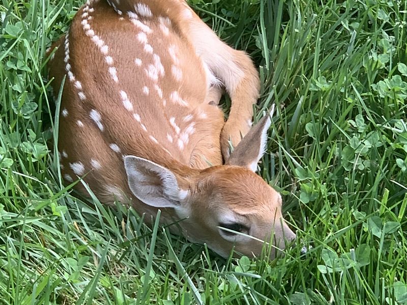 Baby Deer in our backyard | Smithsonian Photo Contest | Smithsonian