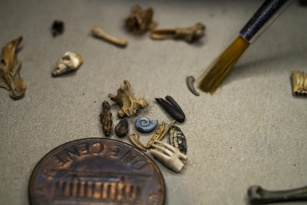 Microfossils