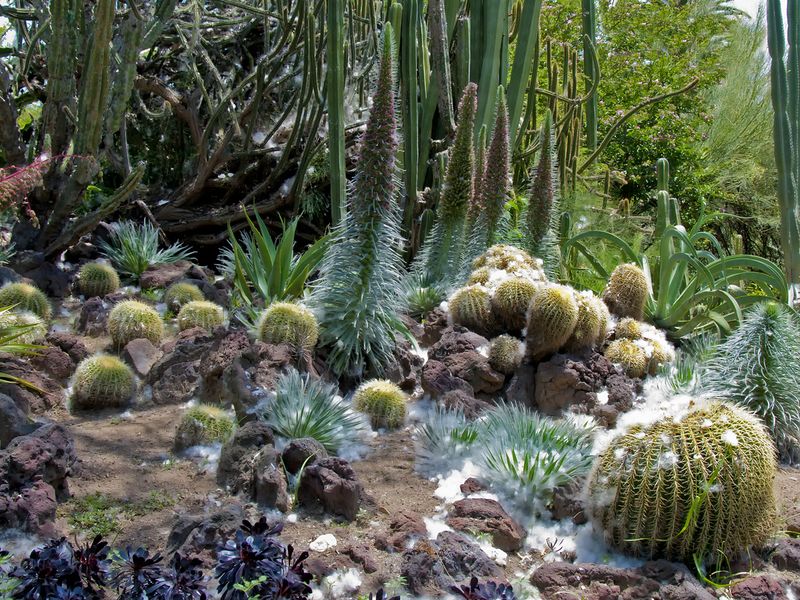 Cactus Silk | Smithsonian Photo Contest | Smithsonian Magazine