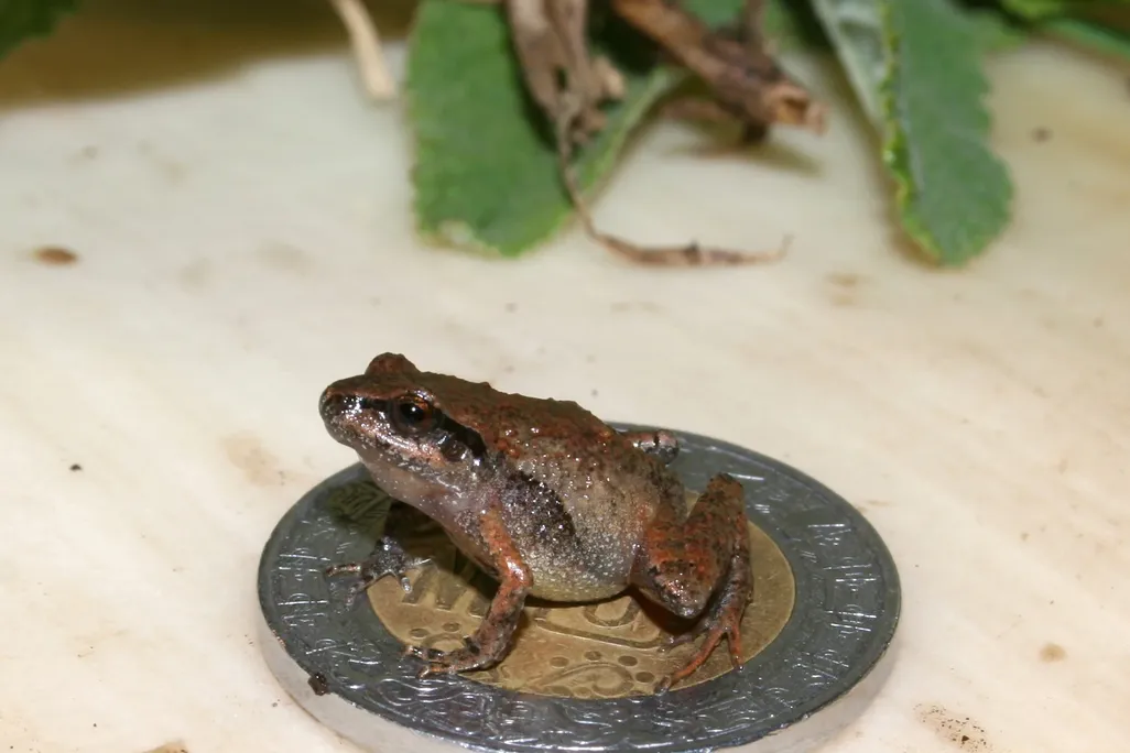 An image of a mini tan frog sitting on top of a Mexican coin.