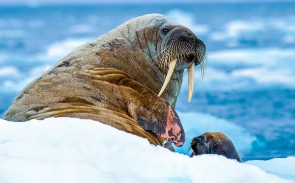 Walrus With Baby thumbnail