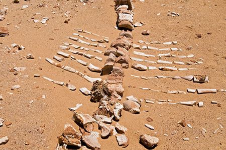Whales evolved from mammals that adapted to hunt in oceans. Skeletons of Basilosaurus, a whale ancestor, reveal the leviathan still retained tiny hind legs.