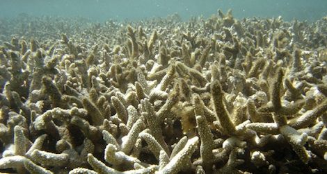 Coral bleaching off Reunion Island in the Indian Ocean.