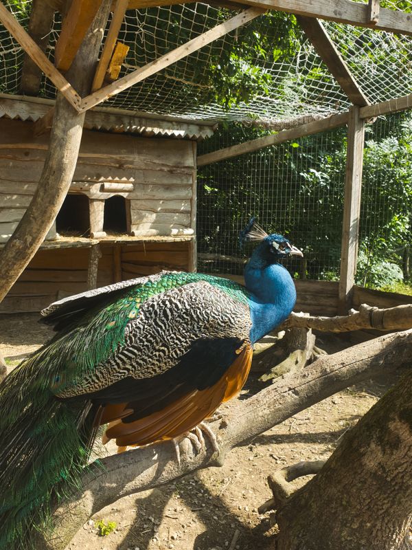 A peacock in a cage thumbnail
