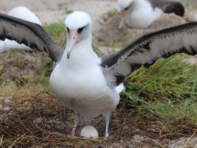 Wisdom and her egg on Midway Atoll in 2018.  