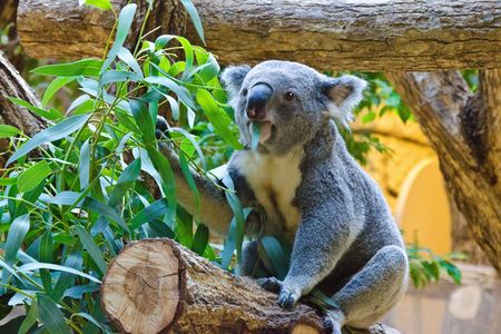 Koalas eat 200 to 500 grams of eucalyptus a day. So when all shipping routes go down, what's an animal nutritionist to do? 