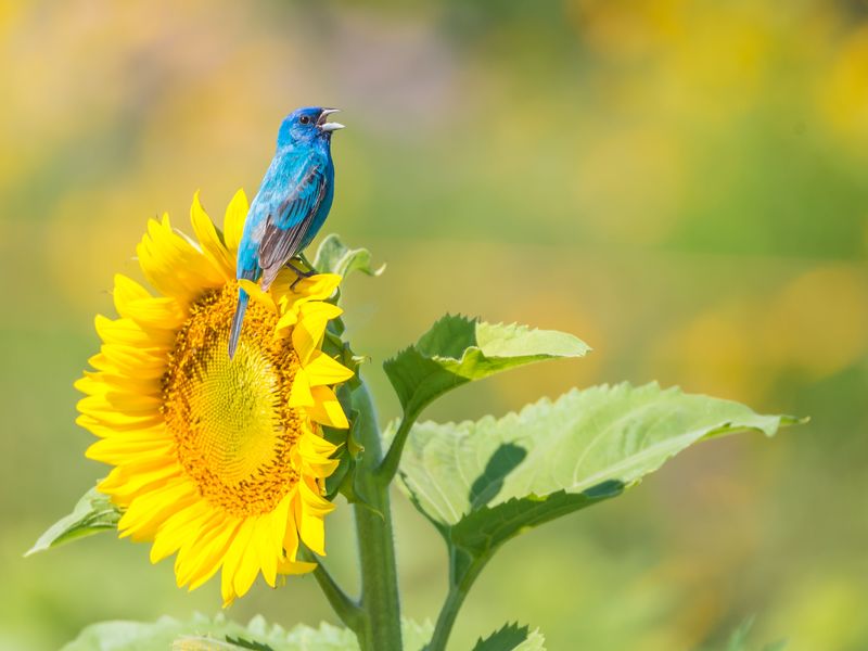 Indigo Bunting On A Sunflower Smithsonian Photo Contest Smithsonian