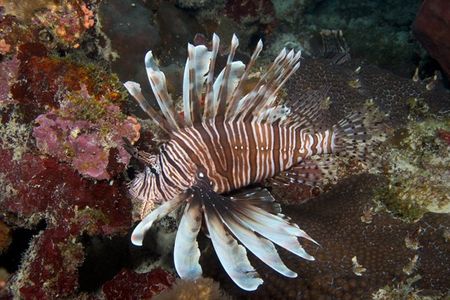 Invasive species like lionfish can harm natural, human, and economic health. (Barry Brown)