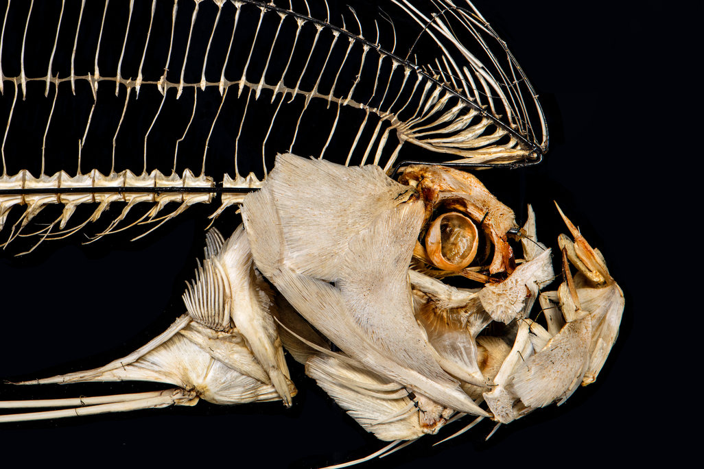 A skeleton of a fish with an enormous jutting jaw, looking fierce; a large fin of fine bones extends over its head