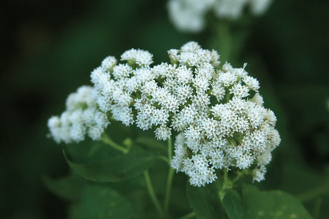 a close up photo of white snakeroot