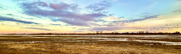 Sunrise view of the great Sandhill Crane migration in Nebraska thumbnail