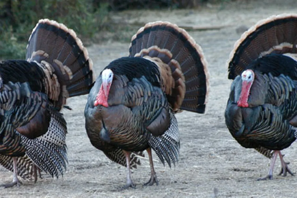 Wild turkeys