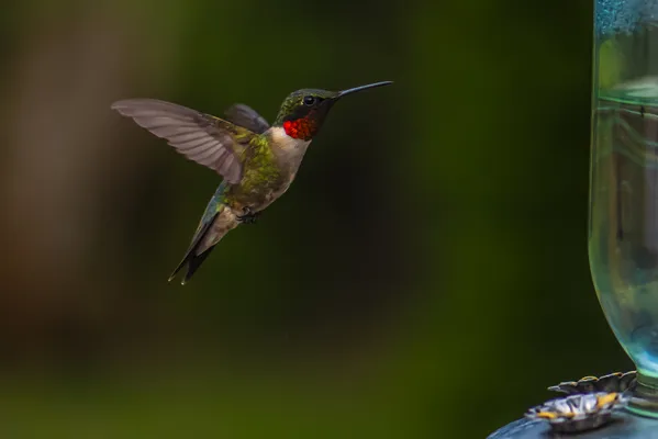 Hummingbird Beauty thumbnail