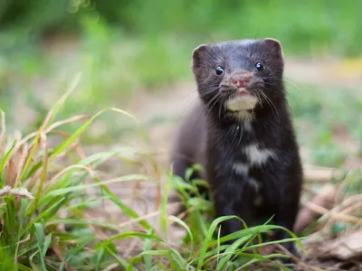 The American mink, native to North America, is a semiaquatic mustelid that is often farmed for its fur.
