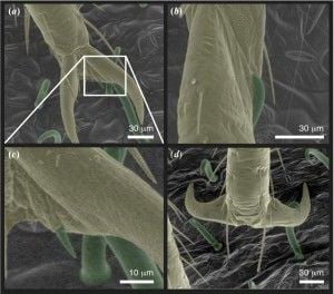 Images of bed bug legs (yellow) on bean leaf surfaces with hooked trichomes (green).