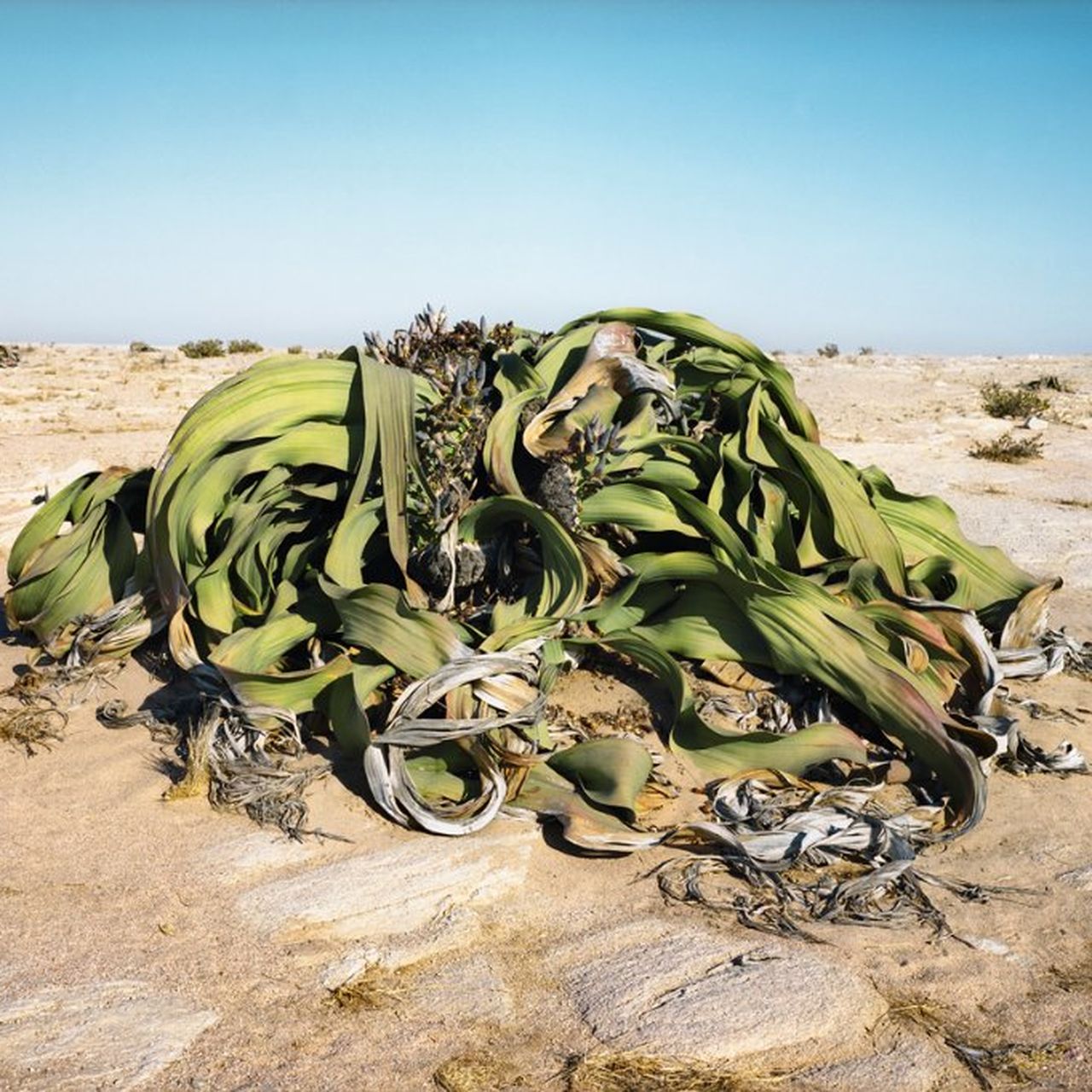 Photos of the World's Oldest Living Things