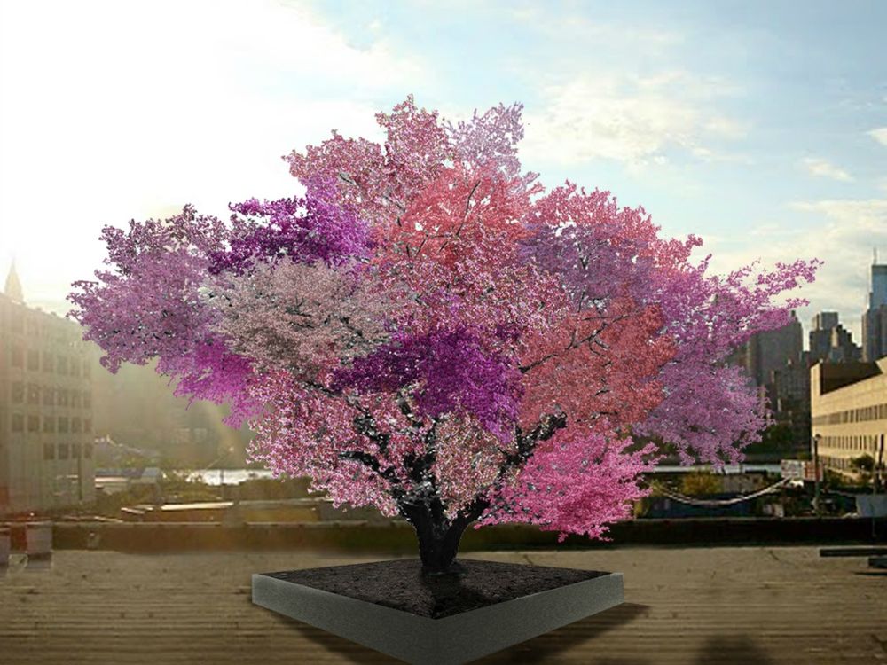 A Tree Grows 40 Different Types of Fruit