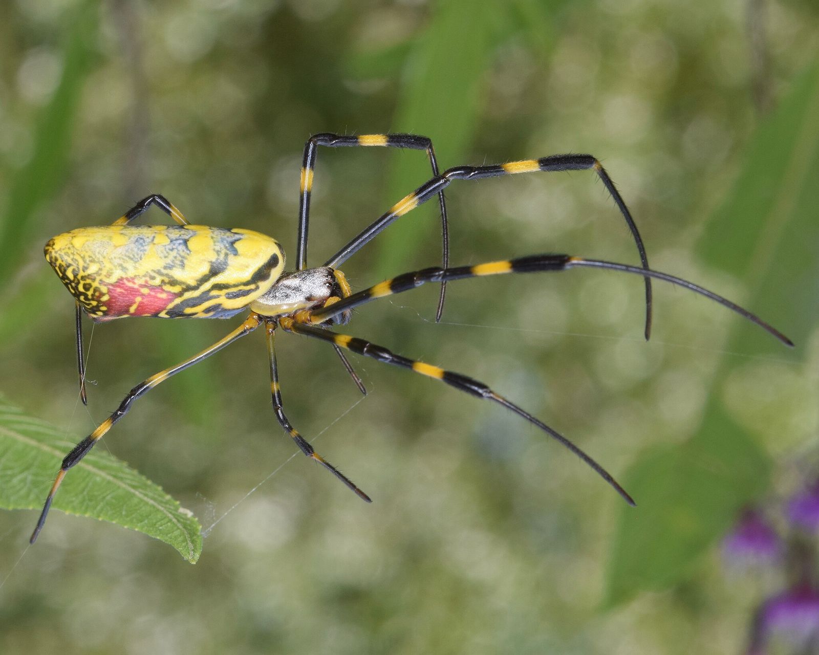 Scientists Want Your Help to Track the Spread of Invasive Joro Spiders ...