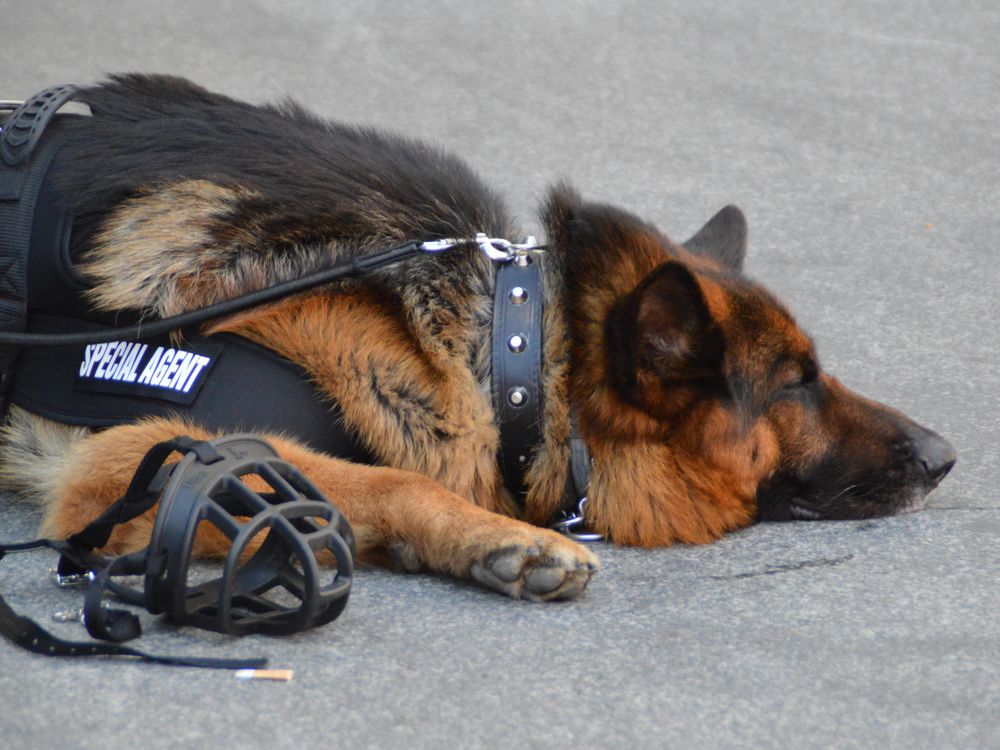 Police Dog