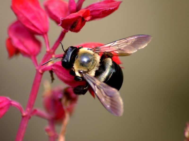 big bees in tennessee