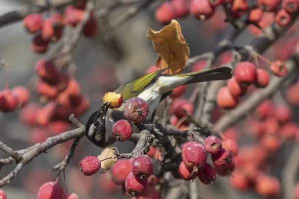 Seasonal Messenger thumbnail