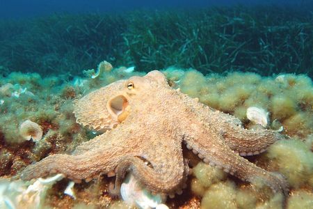 What can humans learn from this master of disguise?
