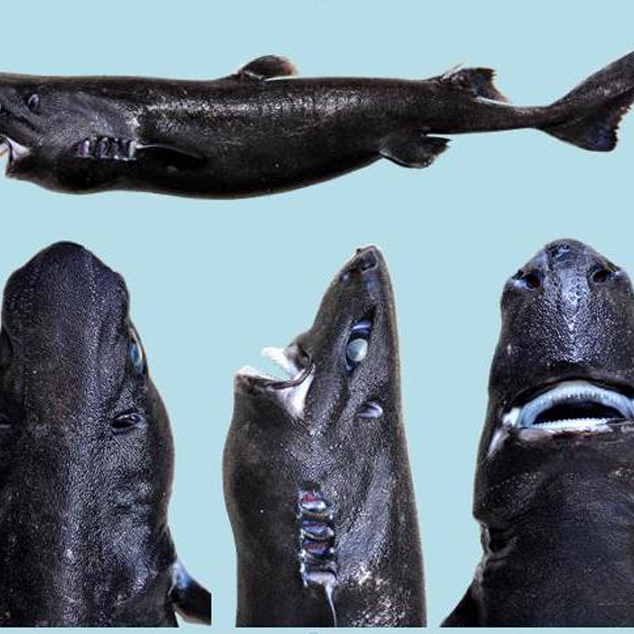 fig1_etmopterus_benchleyi_n_sp