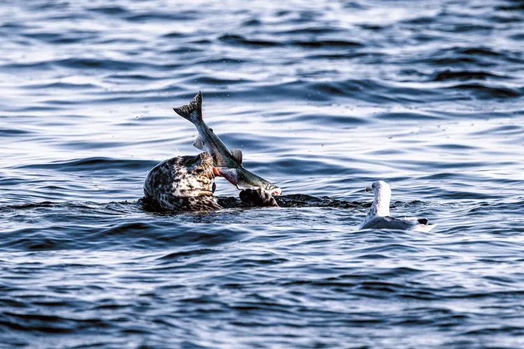 A seal catches a salmon