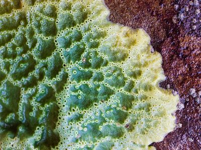 Breadcrump sponges, Halichondria panicea, can survive with minimal oxygen.