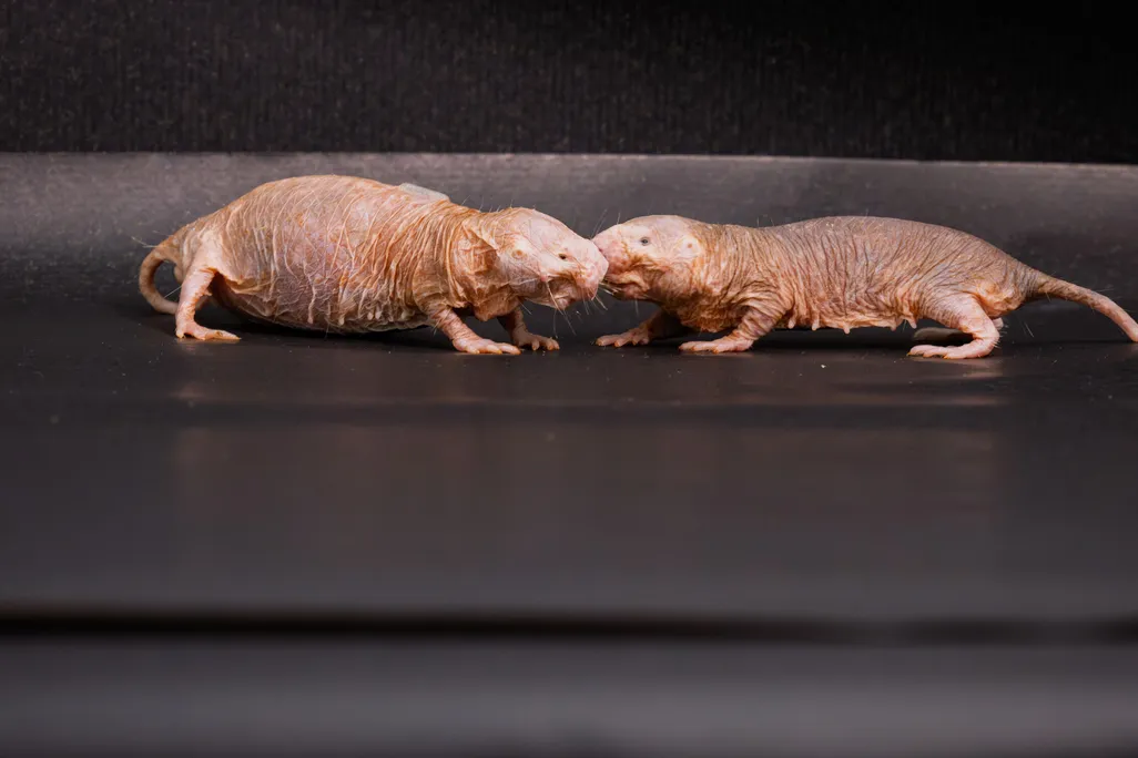 two naked mole rats smelling each other