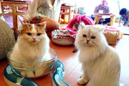 Cat cafe in Tokyo