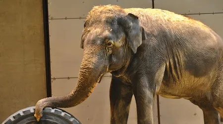 Shanti the Asian elephant plays with a tire in the National Zoo’s new Elephant Community Center, which opens on Saturday, March 23.