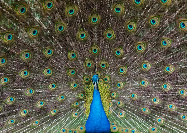 Proud Peacock showing off thumbnail