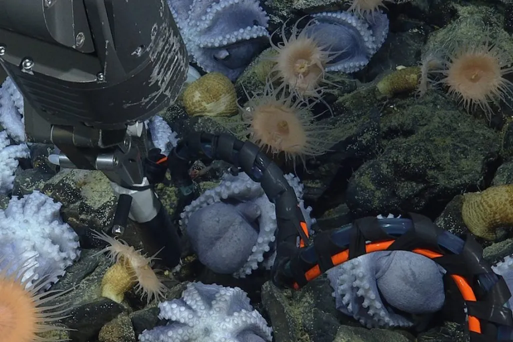 white octopuses, some upside-down with their tentacles out, on the seafloor with some anemones and other creatures. A mechanical arm is in the middle
