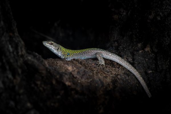 Podarcis lizard taking a portrait at the edge of its den thumbnail