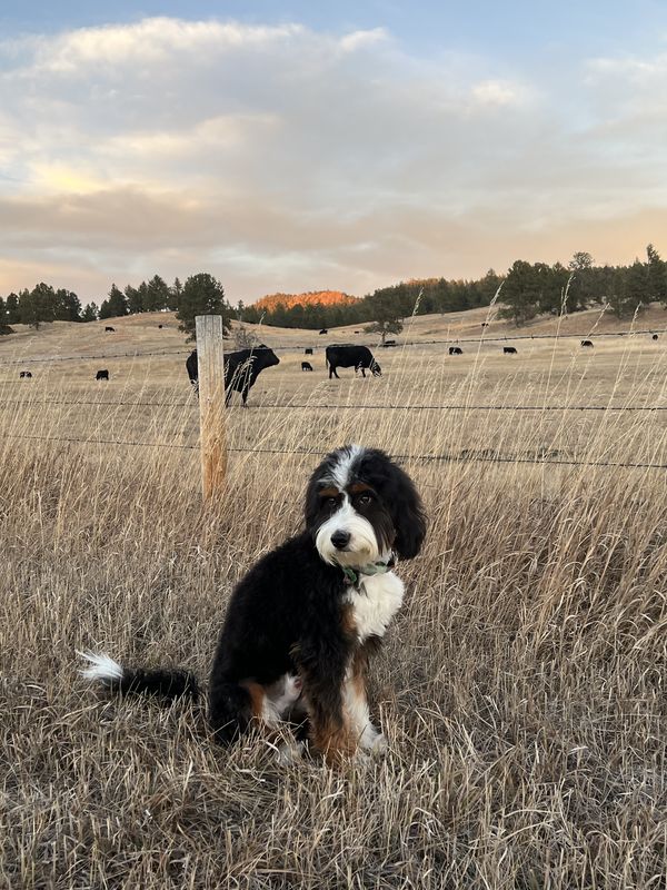 Visiting the herd in North Dakota thumbnail