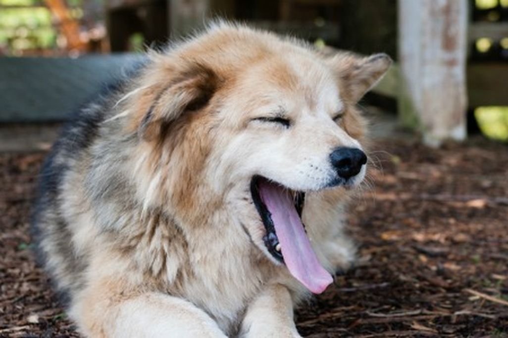 dogs are prone to yawning