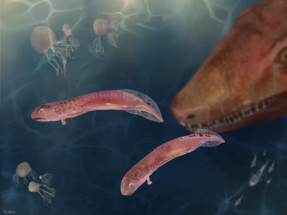 an illustration of two pinkish swimming larvae with small front limbs in front of the snout of a larger crocodile-like creature
