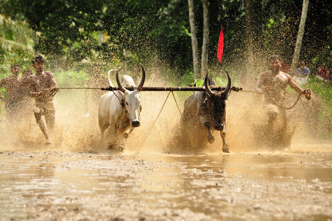 Two men racing their Oxen through paddy fields during the Maramadi ...